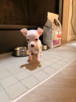 Casper, a male Chihuahua for sale in Columbus, GA – 1 of 2