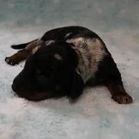 AKC Freckles Black & Tan Dapple Female Puppy 4, a female Miniature Dachshund for sale in Mount Olive, NC – 10 of 10