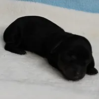 AKC Harleys Black & Tan Male Puppy 4, a male Miniature Dachshund for sale in Mount Olive, NC – 1 of 10