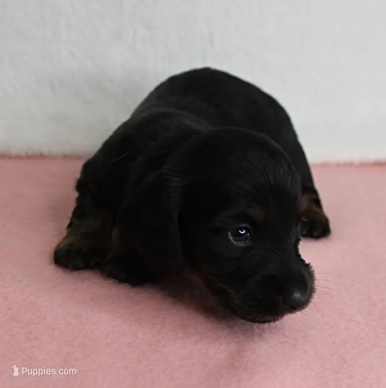 AKC Taylor's Black & Tan Male Puppy 4 – Miniature Dachshund puppy for sale in Mount Olive, NC