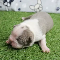 AKC Willow's Lilac & White Male Puppy 3, a male Boston Terrier for sale in Mount Olive, NC – 4 of 10