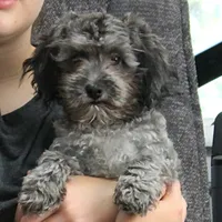 Tinker's Silver Male Puppy 2, a male Cockapoo for sale in Mount Olive, NC – 7 of 10