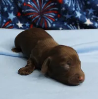 AKC Taylor's Chocolate Male Puppy 2, a male Miniature Dachshund for sale in Mount Olive, NC – 3 of 8