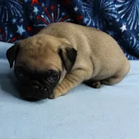 AKC Candy's Fawn Male Puppy 2, a male Pug for sale in Mount Olive, NC – 3 of 9