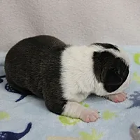 AKC Puddin's Black & White Brindle Male 2, a male Boston Terrier for sale in Mount Olive, NC – 10 of 10