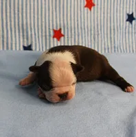 AKC Zoe's Chocolate & White Male Puppy 3, a male Boston Terrier for sale in Mount Olive, NC – 9 of 10