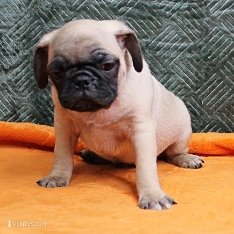 AKC Candy's Fawn Male Puppy 4 – Pug puppy for sale in Mount Olive, NC