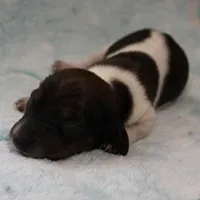 AKC Freckles Red & White Piebald Female Puppy 3, a female Miniature Dachshund for sale in Mount Olive, NC – 9 of 10