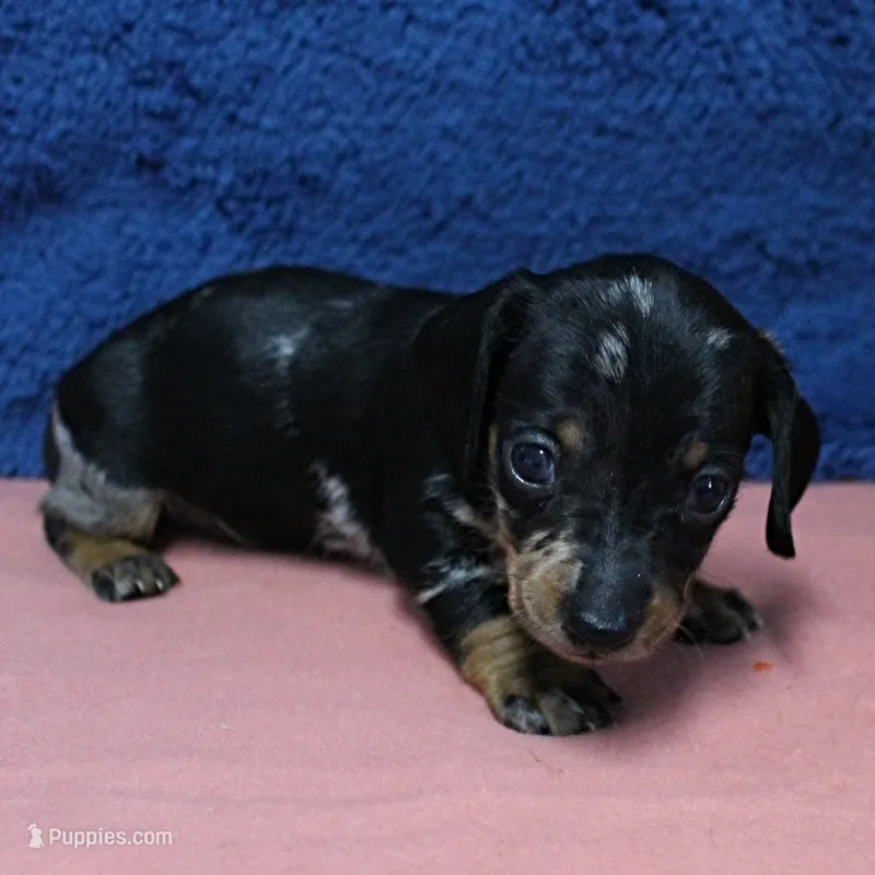 AKC Freckles Black & Tan Dapple Female Puppy 4 – Miniature Dachshund puppy on hold in Mount Olive, NC