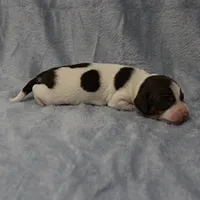 AKC Mae Mae's Black & White Piebald Male Puppy , a male Miniature Dachshund for sale in Mount Olive, NC – 8 of 10