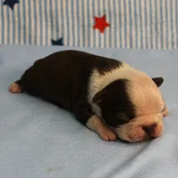 AKC Zoe's Chocolate & White Male Puppy 3, a male Boston Terrier for sale in Mount Olive, NC – 3 of 10