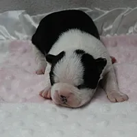 AKC Polly's Black & White Female Puppy 1, a female Boston Terrier for sale in Mount Olive, NC – 5 of 10