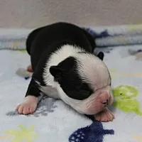 AKC Polly's Black & White Male Puppy 5, a male Boston Terrier for sale in Mount Olive, NC – 9 of 10