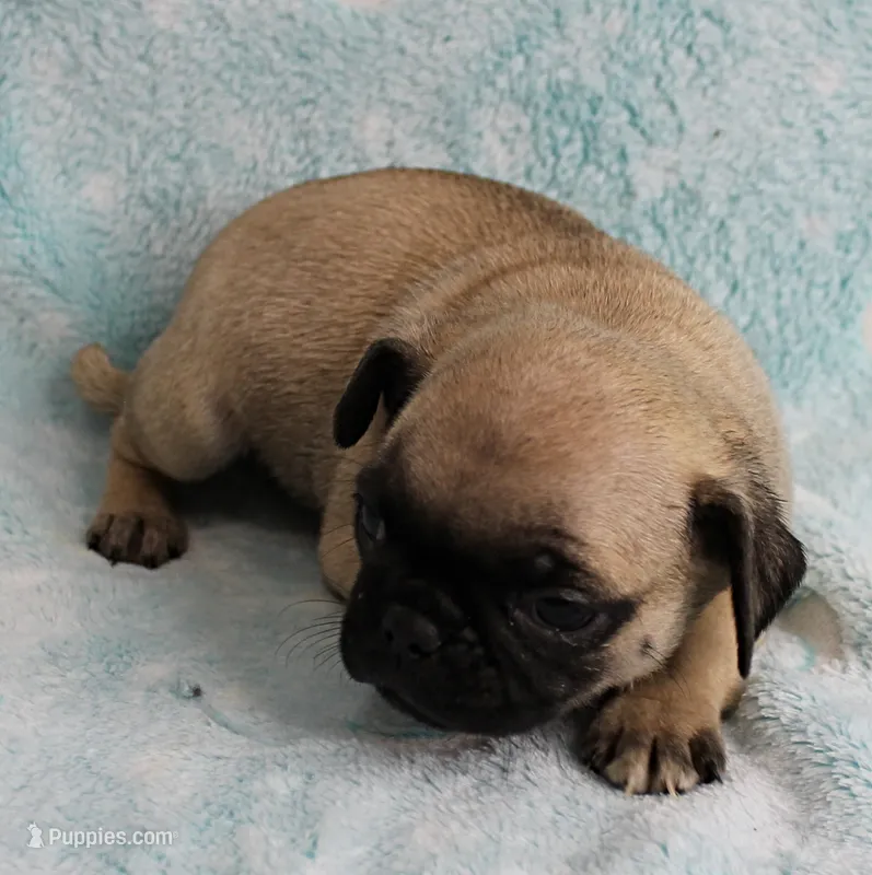 AKC Candy's Fawn Male Puppy 5 – Pug puppy for sale in Mount Olive, NC