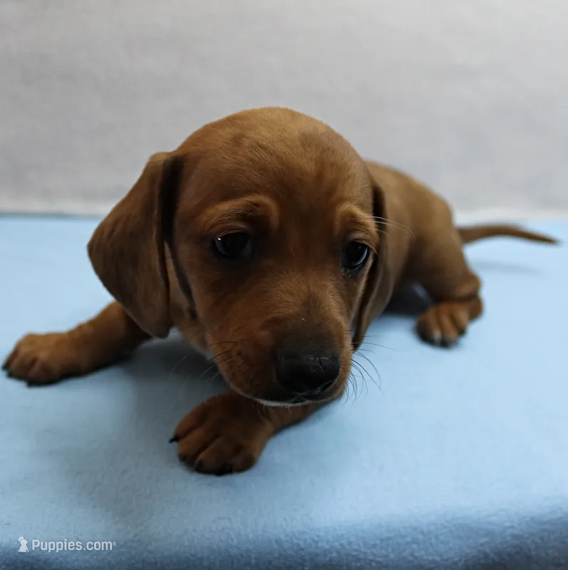 AKC Roxy's Red Shaded Dapple Male Puppy 1 – Miniature Dachshund puppy for sale in Mount Olive, NC
