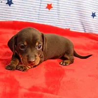 AKC Heidi's Chocolate & Tan Female Puppy 2, a female Miniature Dachshund for sale in Mount Olive, NC – 10 of 10