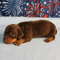 AKC Heidi's Chocolate & Tan Female Puppy 2, a female Miniature Dachshund for sale in Mount Olive, NC – 6 of 10