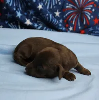 AKC Taylor's Chocolate Male Puppy 2, a male Miniature Dachshund for sale in Mount Olive, NC – 6 of 8