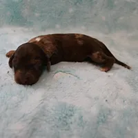 AKC Freckles Chocolate & Tan Dapple Female Puppy 5, a female Miniature Dachshund for sale in Mount Olive, NC – 6 of 10