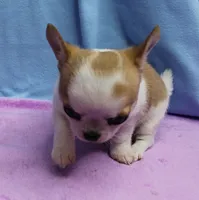 Angel's Fawn Sable on White/Party Male Puppy 1, a male Chihuahua for sale in Mount Olive, NC – 8 of 10