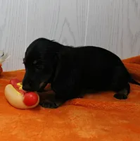 AKC Taylor's Black & Tan LH Male Puppy 1, a male Miniature Dachshund for sale in Mount Olive, NC – 9 of 10