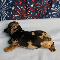 AKC Sallie's Black & Silver Dapple, Long Coat Female Puppy 2, a female Miniature Dachshund for sale in Mount Olive, NC – 5 of 10