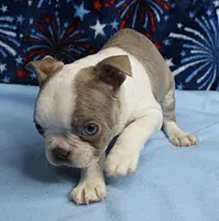 AKC Zoey's Seal & White Male Puppy 1, a male Boston Terrier for sale in Mount Olive, NC – 7 of 10