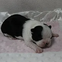 AKC Polly's Black & White Female Puppy 1, a female Boston Terrier for sale in Mount Olive, NC – 6 of 10