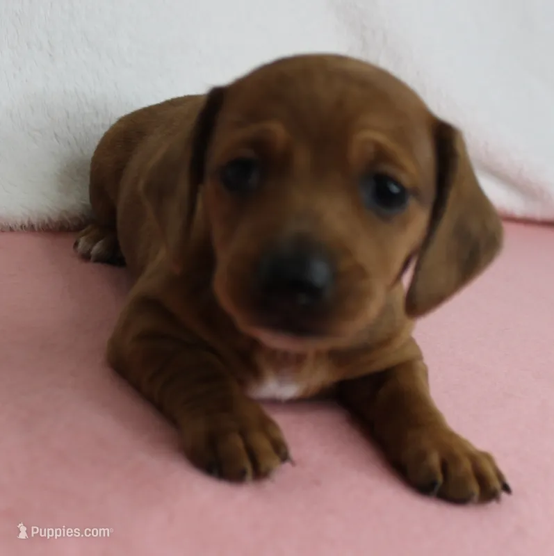 AKC Roxy's Red Shaded Dapple Male Puppy 1 – Miniature Dachshund puppy for sale in Mount Olive, NC