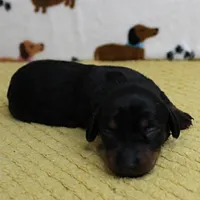 AKC Robin's Black & Tan Female Puppy 3, a female Miniature Dachshund for sale in Mount Olive, NC – 7 of 10