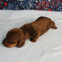 AKC Heidi's Chocolate & Tan Male Puppy 3, a male Miniature Dachshund for sale in Mount Olive, NC – 10 of 10