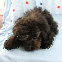 Tinker's Black Female Puppy 1, a female Cockapoo for sale in Mount Olive, NC – 3 of 9