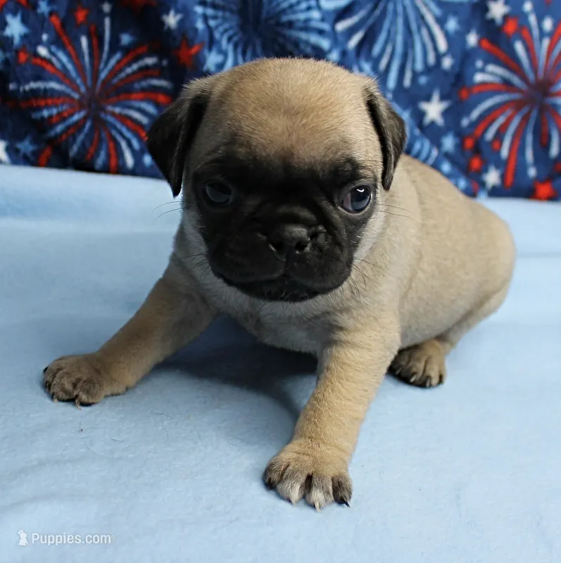 AKC Candy's Fawn Male Puppy 3 – Pug puppy for sale in Mount Olive, NC