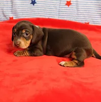 AKC Heidi's Chocolate & Tan Female Puppy 1, a female Miniature Dachshund for sale in Mount Olive, NC – 10 of 10