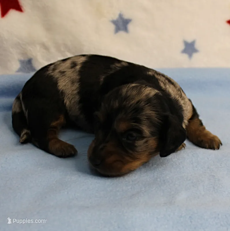 AKC Sallie's Black & Silver Dapple, Long Coat Male Puppy 4 – Miniature Dachshund puppy for sale in Mount Olive, NC