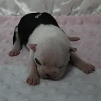 AKC Polly's White Face Female Puppy 3, a female Boston Terrier for sale in Mount Olive, NC – 9 of 10