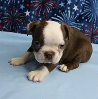 AKC Zoey's Chocolate & White Male Puppy 3, a male Boston Terrier for sale in Mount Olive, NC – 4 of 10