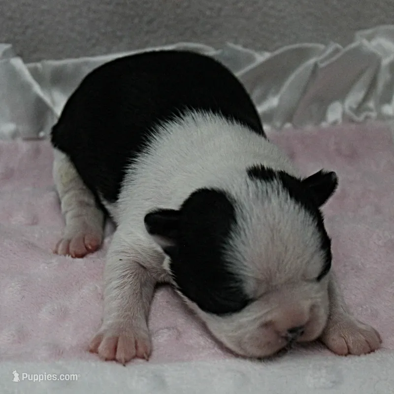 AKC Polly's Black & White Female Puppy 1 – Boston Terrier puppy for sale in Mount Olive, NC