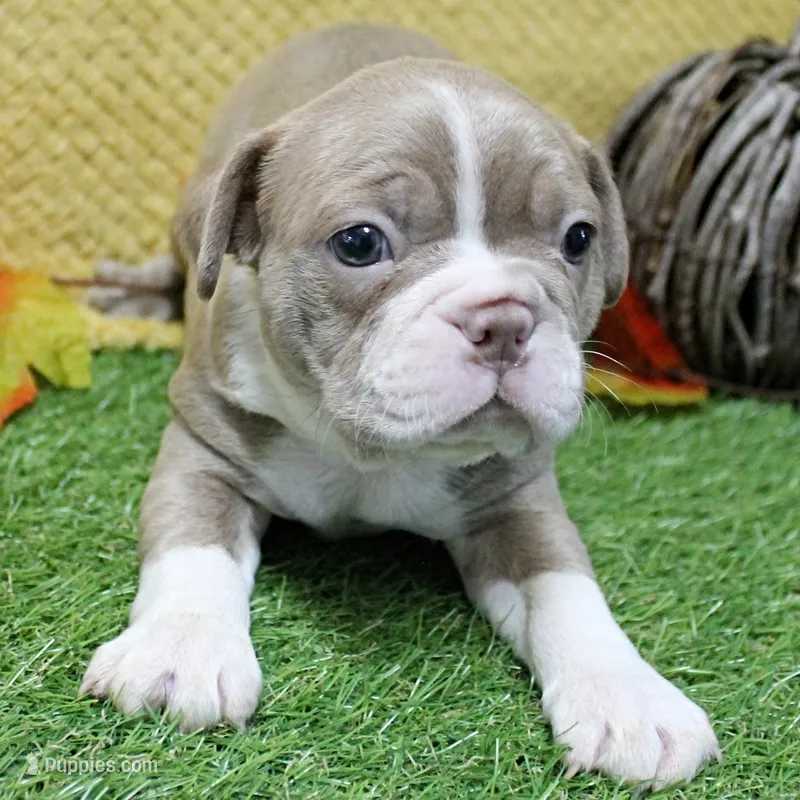 AKC Willow's Lilac & White Male Puppy 4 – Boston Terrier puppy for sale in Mount Olive, NC