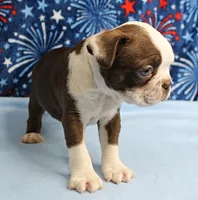AKC Zoey's Chocolate & White Male Puppy 3, a male Boston Terrier for sale in Mount Olive, NC – 7 of 10