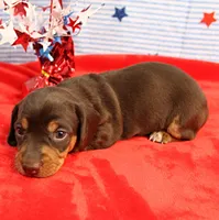 AKC Heidi's Chocolate & Tan Male Puppy 4, a male Miniature Dachshund for sale in Mount Olive, NC – 4 of 6