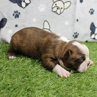 AKC Willow's Seal & White Male Puppy 5, a male Boston Terrier for sale in Mount Olive, NC – 1 of 10