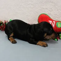 AKC Heidi's Female Puppy 3, a female Dachshund for sale in Mount Olive, NC – Photo 9 of 10