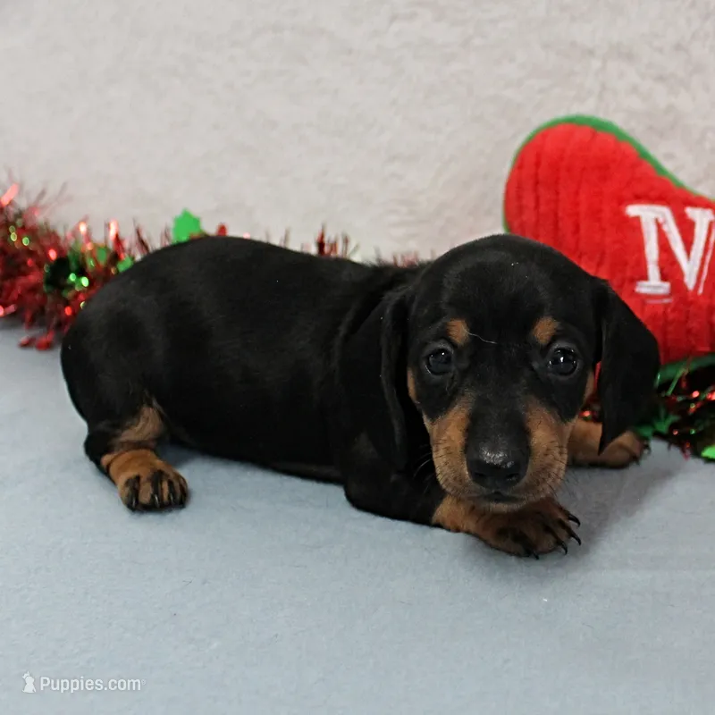 AKC Heidi's Female Puppy 3