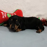 AKC Heidi's Female Puppy 3, a female Dachshund for sale in Mount Olive, NC – Photo 10 of 10