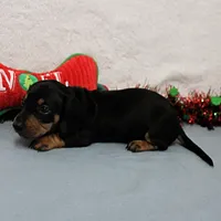 AKC Heidi's Female Puppy 3, a female Dachshund for sale in Mount Olive, NC – Photo 5 of 10