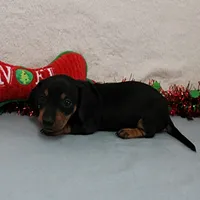 AKC Heidi's Female Puppy 3, a female Dachshund for sale in Mount Olive, NC – Photo 7 of 10