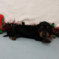 AKC Heidi's Female Puppy 3, a female Dachshund for sale in Mount Olive, NC – Photo 8 of 10