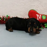 AKC Heidi's Female Puppy 3, a female Dachshund for sale in Mount Olive, NC – Photo 6 of 10