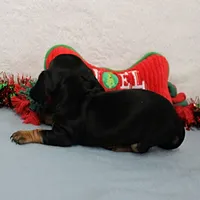 AKC Heidi's Female Puppy 3, a female Dachshund for sale in Mount Olive, NC – Photo 4 of 10